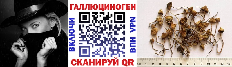 Псилоцибиновые грибы Psilocybine cubensis  Моршанск 